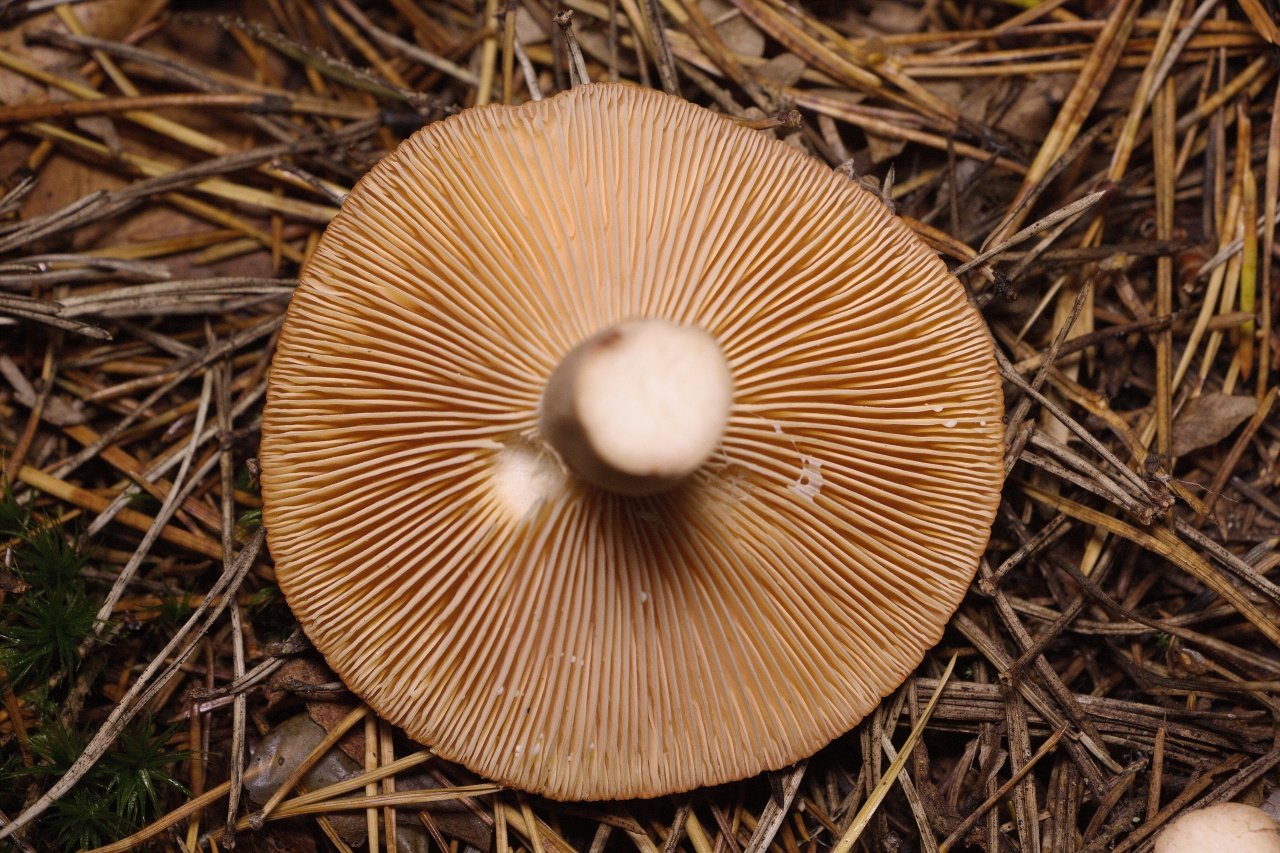 Горькушка ложная. горькушка – описание гриба, фото и видео. употребление и польза
