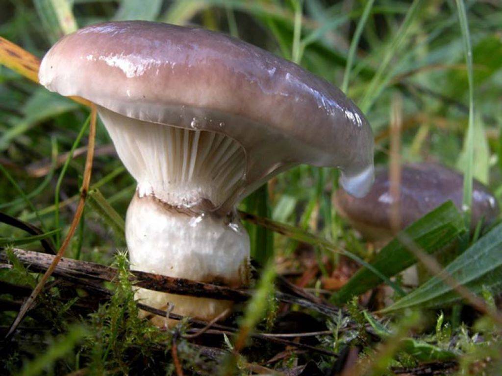 Мокруха: урожайный и вкусный гриб-поработитель | это грибы! | дзен