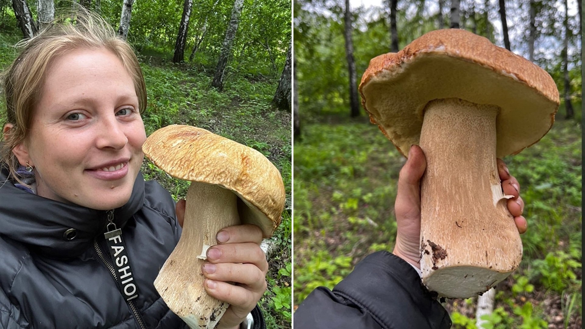 Белый гриб боровик – фото и описание, где растут, как выглядит, виды, польза и вред, условия выращивания — викигриб