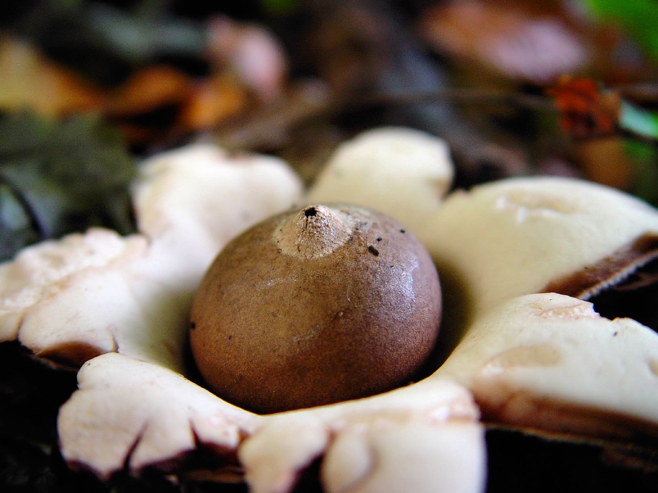 Звездовик полосатый — описание гриба, где растет, похожие виды, фото