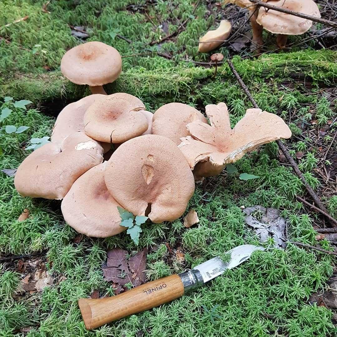 Рыжик неяркий (lactarius quieticolor) – грибы сибири