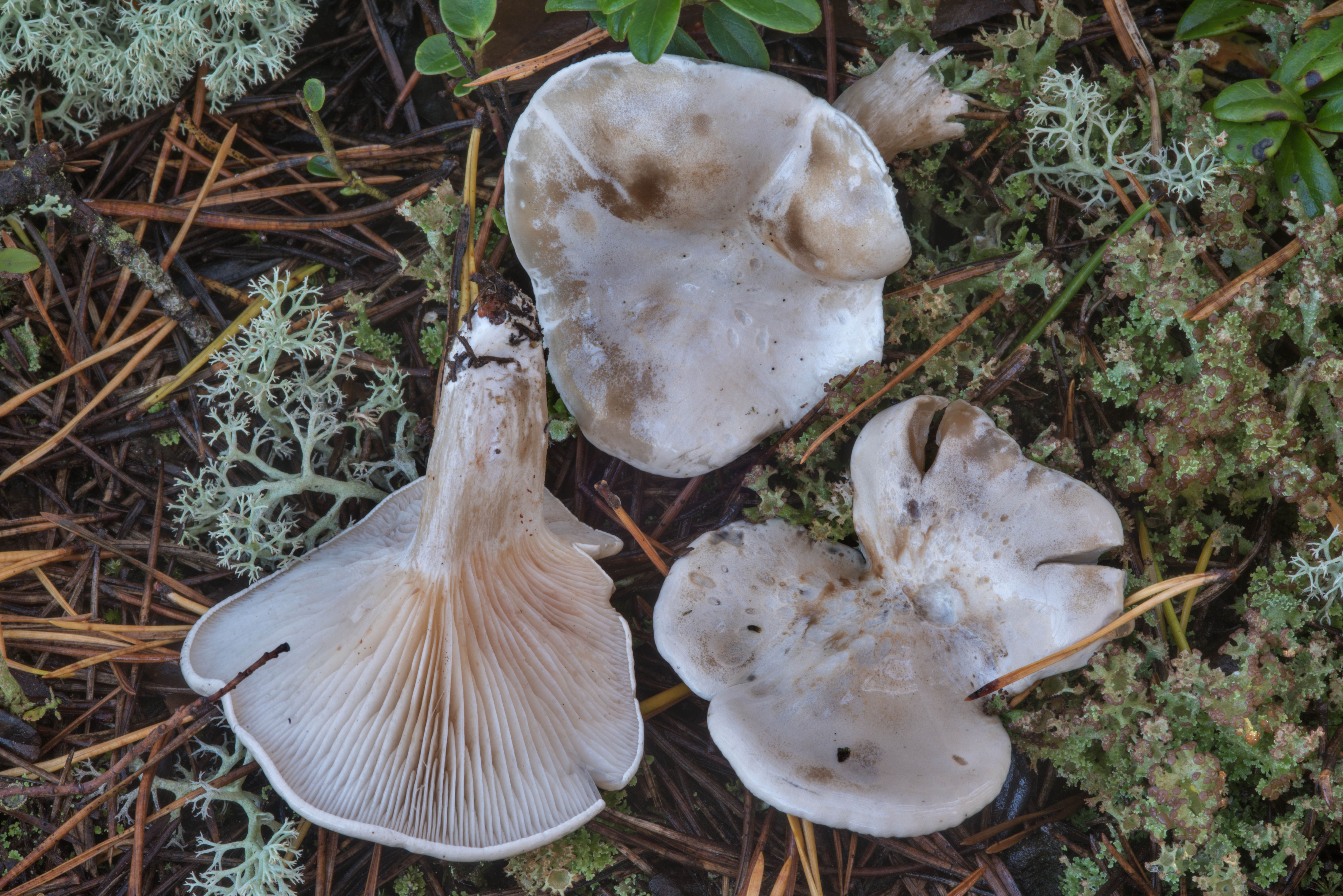 Ивишень (подвишенник) - фото гриба и описание его пользы и вреда