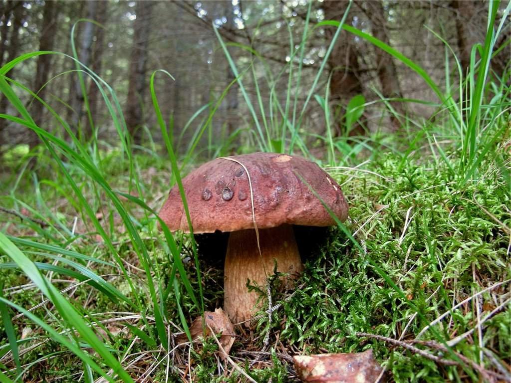 Боровик - белый гриб или царь грибного царства: фото описание, рецепты, картинка в лесу