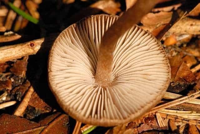 Псатирелла или ложноопенок кандолля (psathyrella candolleana): фото и описание гриба