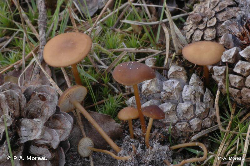 Стробилюрус черенковый (strobilurus tenacellus) – грибы сибири