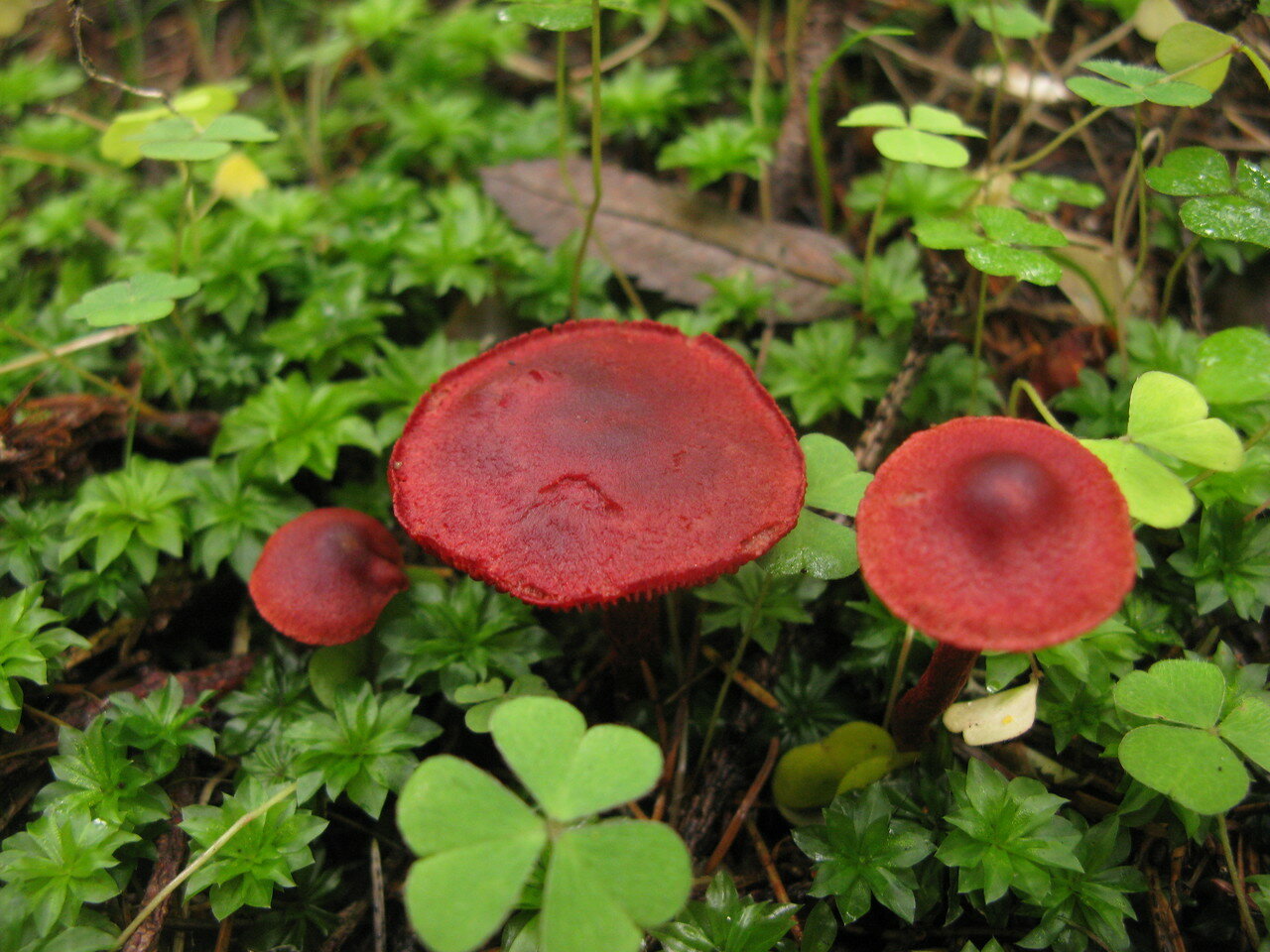 Паутинник кроваво-красный (cortinarius sanguineus): как выглядит, где и как растет, съедобный или нет — викигриб