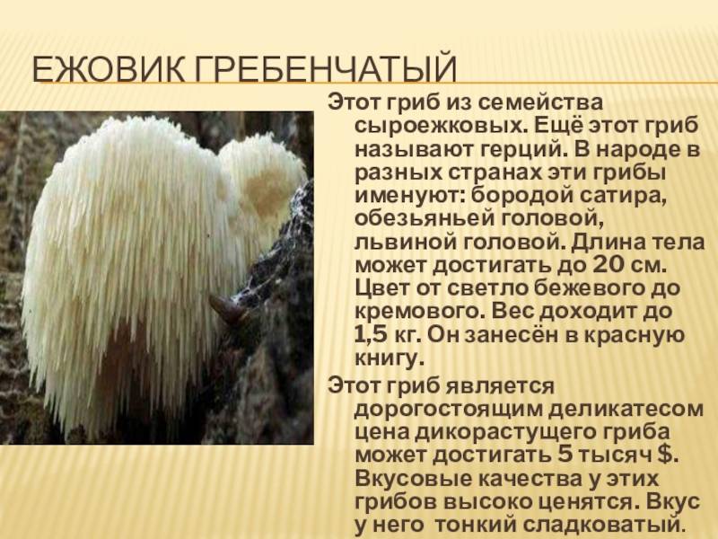 Ежовик гребенчатый- самый незаменимый гриб для здоровья