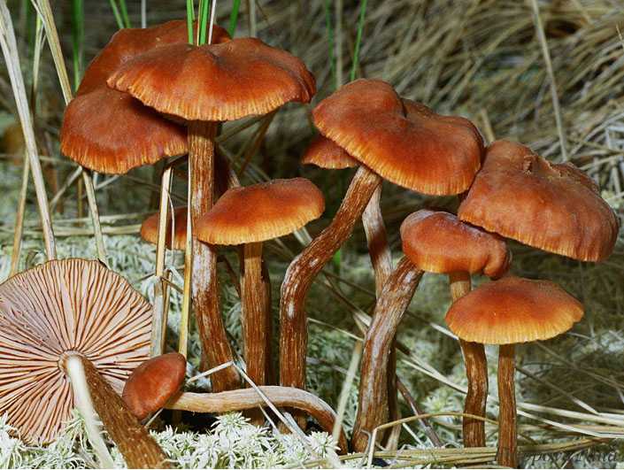 13 самых странных грибов в мире: фото, названия, описания