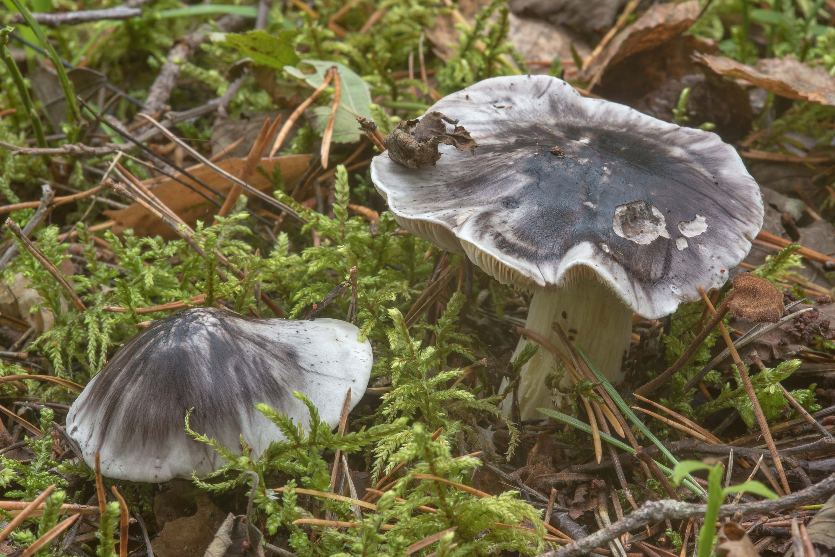 осенние рядовки грибы фото и название