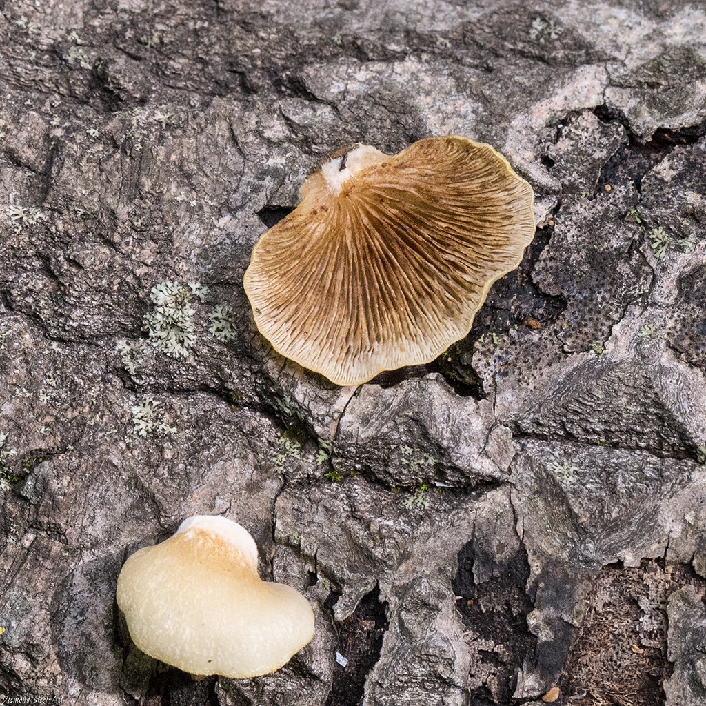 Крепидот мягкий (crepidotus mollis) – грибы сибири
