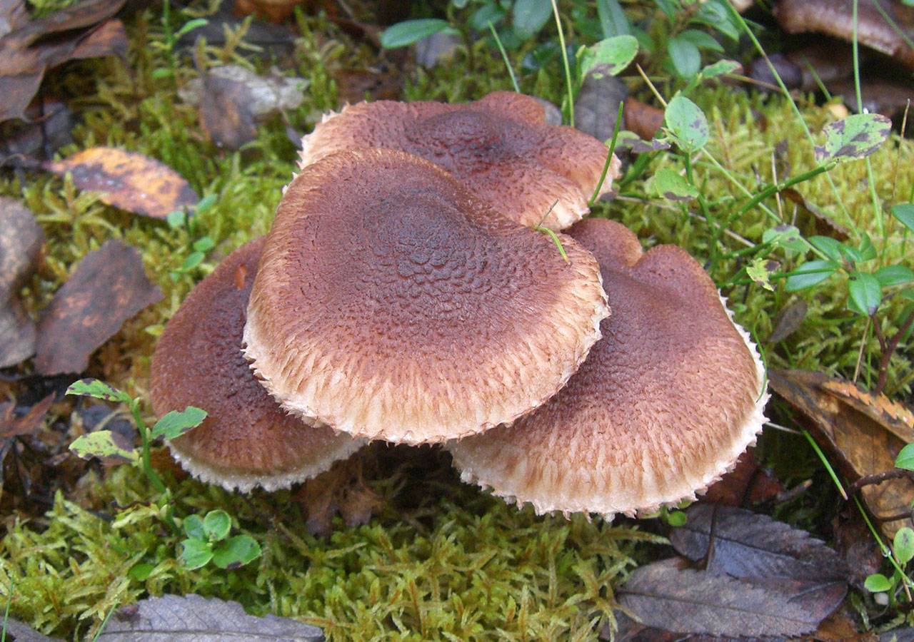 Рядовка чешуйчатая (tricholoma imbricatum) – грибы сибири