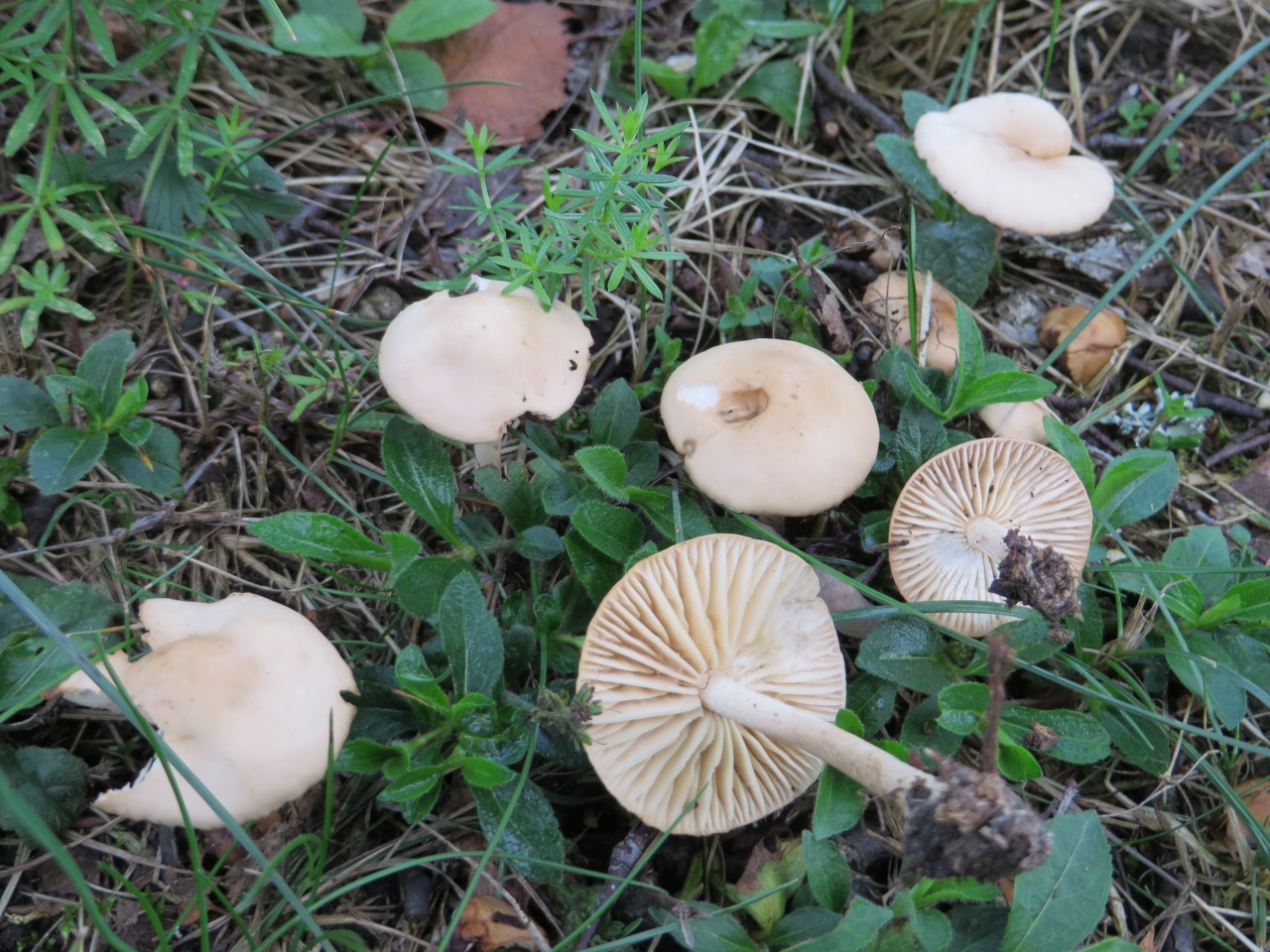 Опенок луговой – описание съедобного гриба отличительные особенности и  способы приготовления