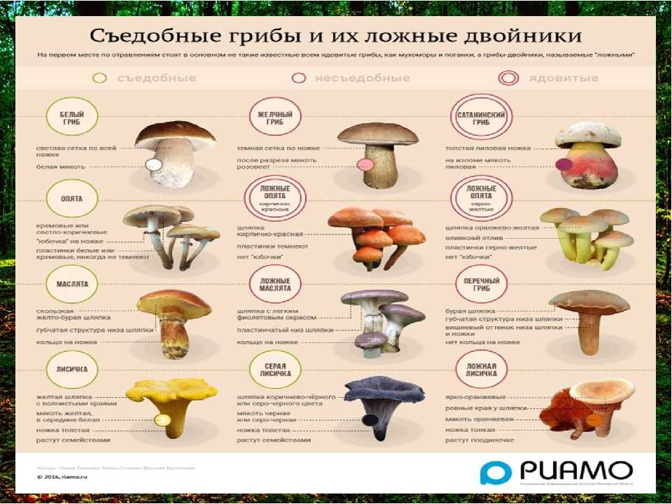 Как правильно рвать грибы: резать или рвать? как надо собирать грибу в лесу? - truehunter.ru