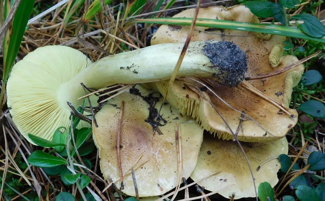 Зеленушка, или рядовка зелёная: характеристика зелёнки и места, где произрастают желтопузые грибы