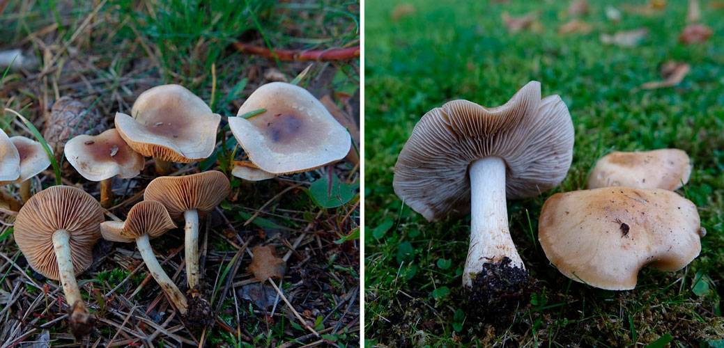 Гебелома недоступная — описание гриба, похожие виды, фото