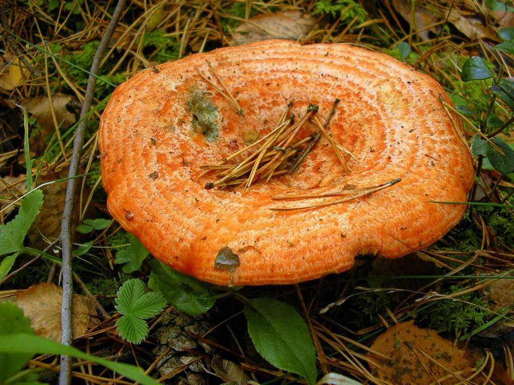 Грибы рыжики: фото и описание елового, красного и настоящего рыжиков, где растут съедобные грибы