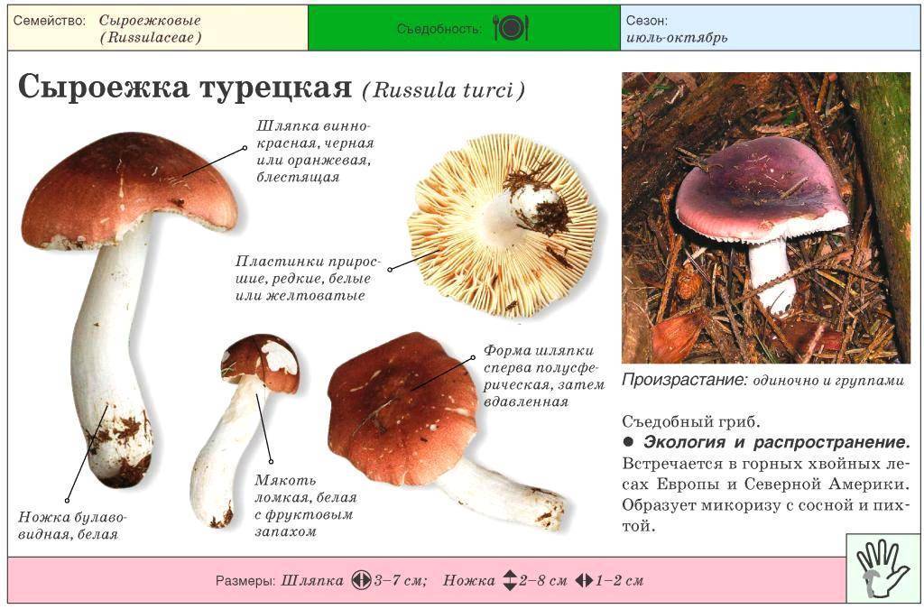 Гриб мокруха пурпуровая (chroogomphus rutilus): фото и описание