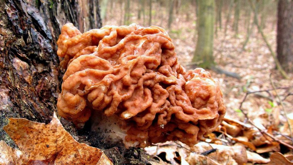 Строчок обыкновенный - фото и описание гриба gyromitra esculenta