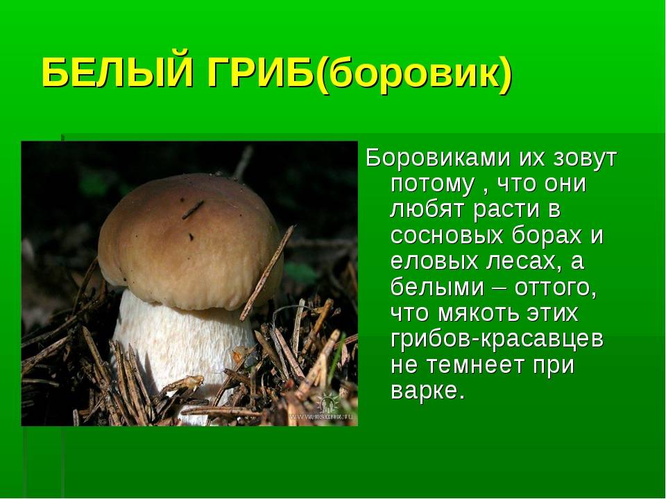 Почему боровик называют белым грибом