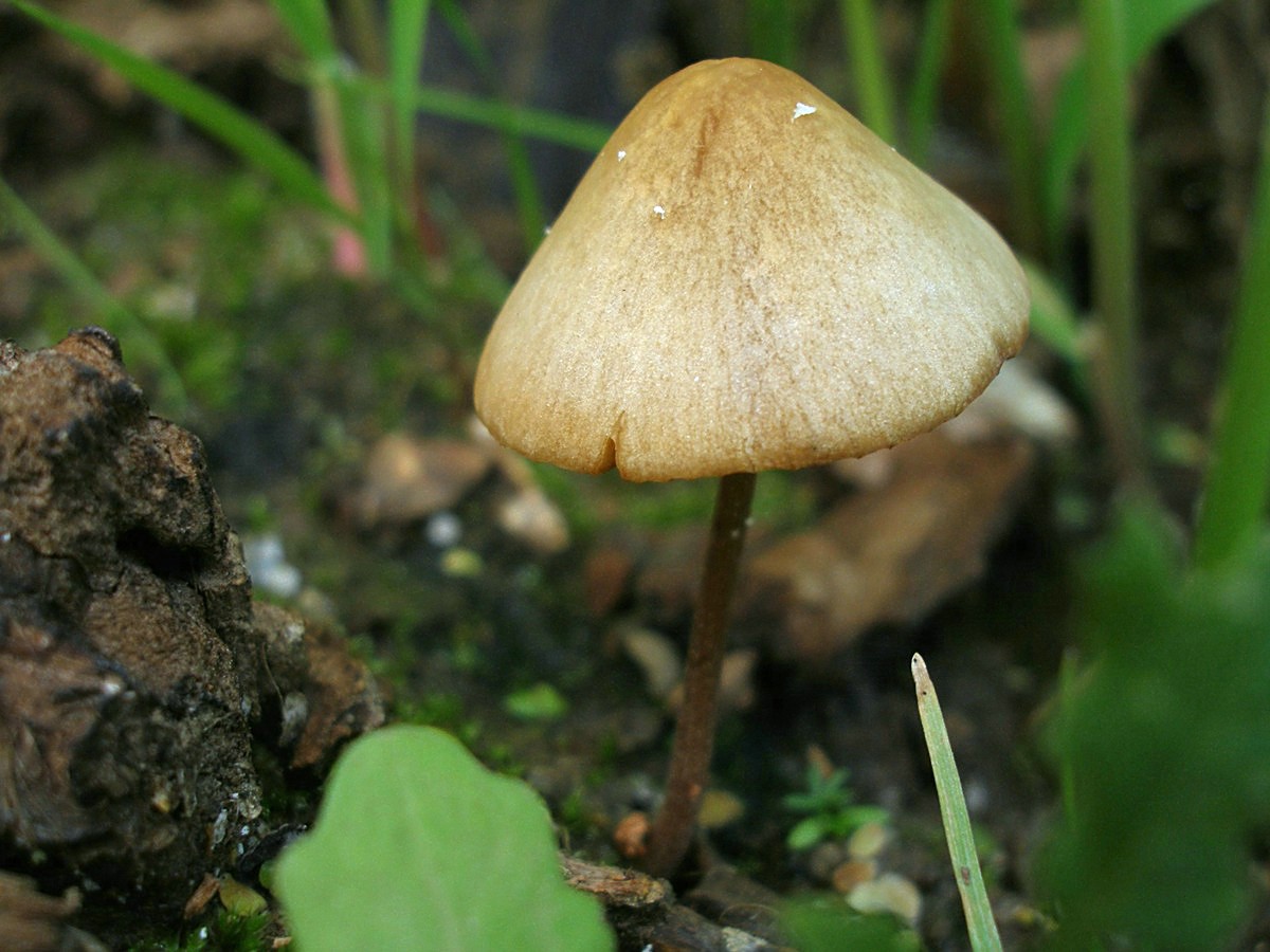 Коноцибе молочно-белая – крохотный, недолговечный грибок — викигриб