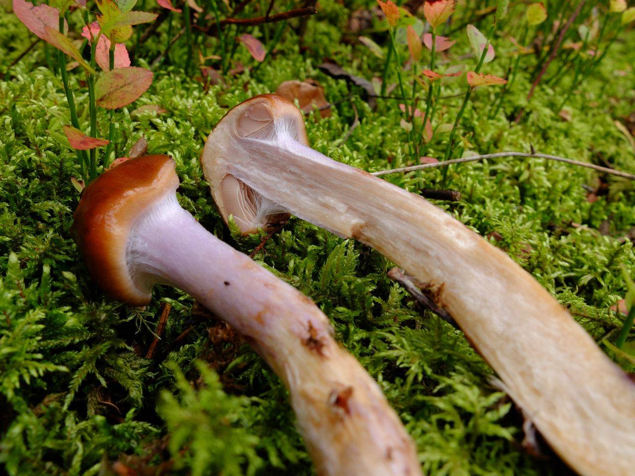 Сопливые грибы (со слизью на шляпке): как называются и фото съедобных и несъедобных видов