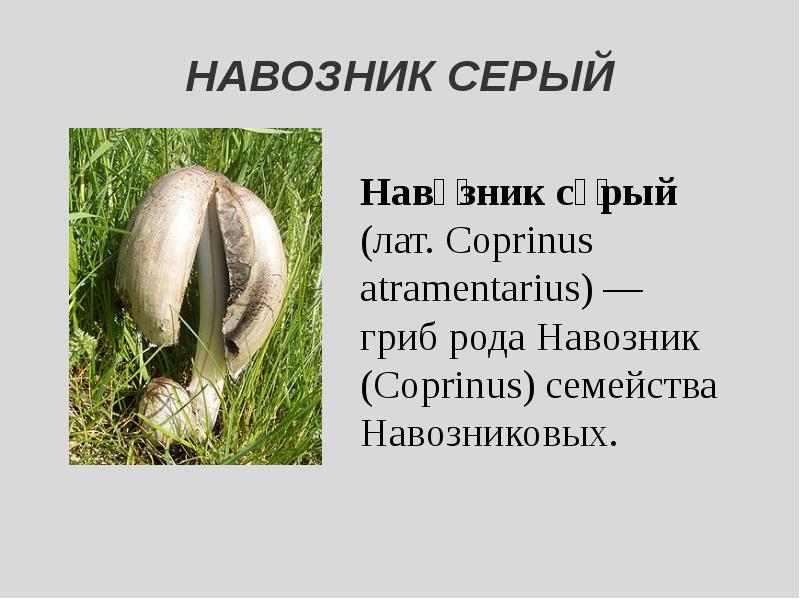 Навозник мерцающий (coprinus micaceus): фото, описание, как готовить гриб и его действие при алкоголизме
