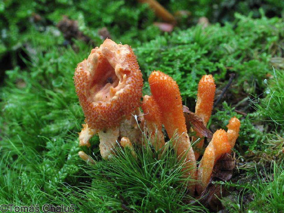 Кордицепс военный — описание, где растет, ядовитость гриба