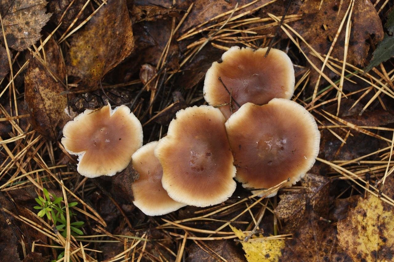 Польский гриб — панская пища