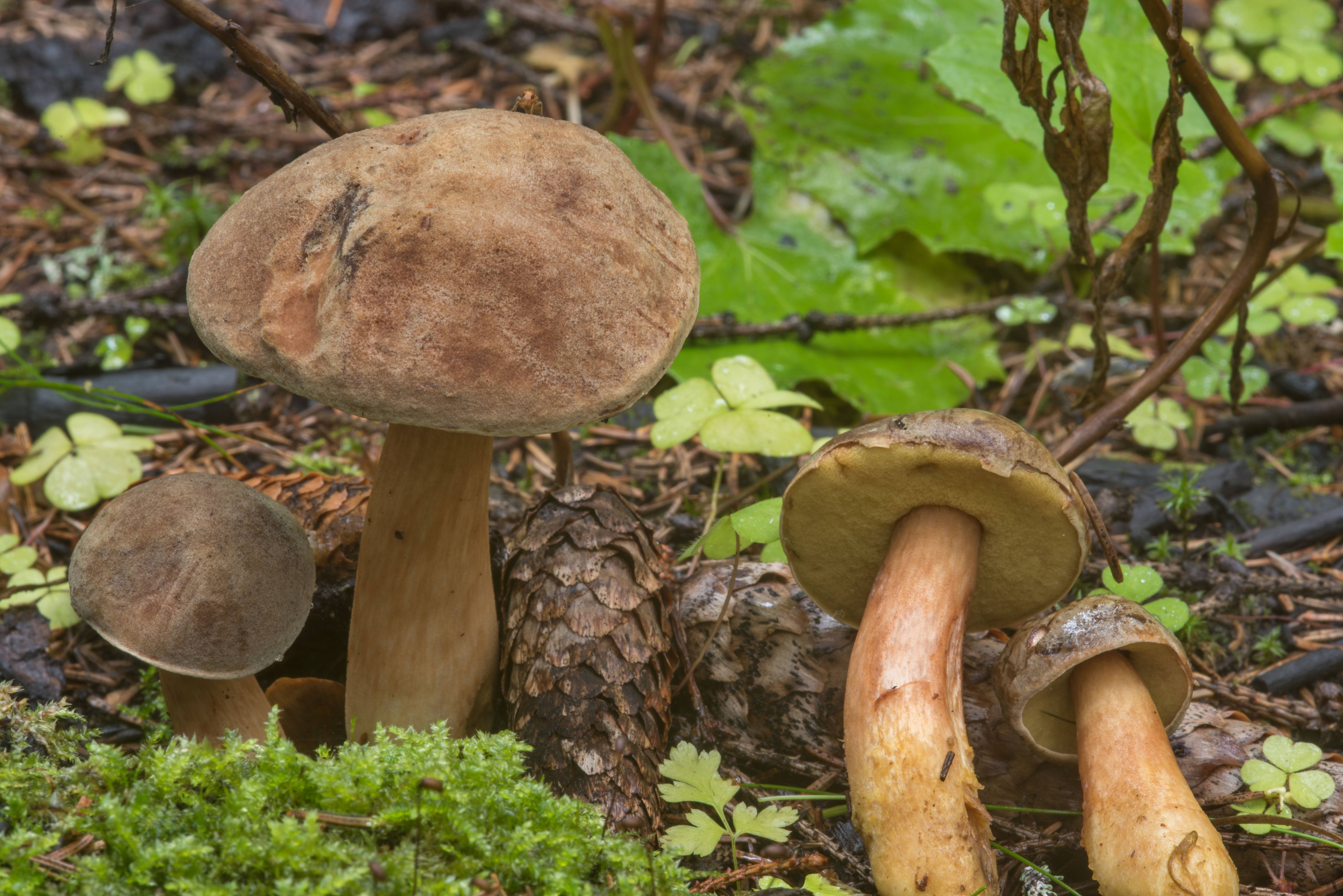 Описание грибов с фото / съедобные грибы, ягоды, травы