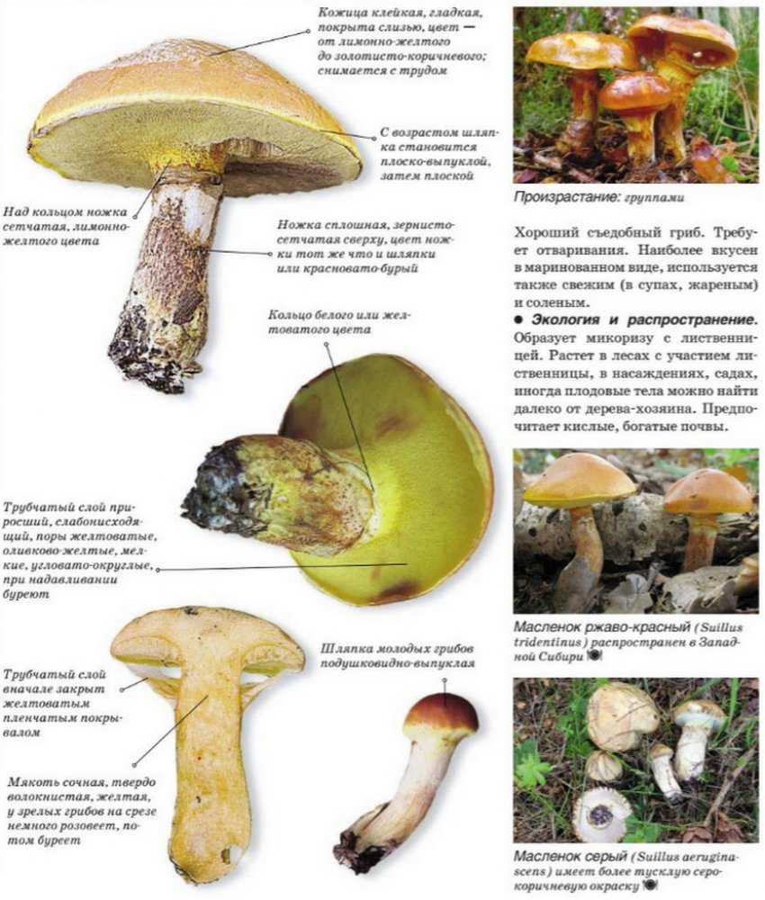 Грибы маслята: описание и фото съедобных грибов, как готовить, картинки