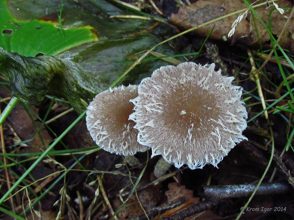 Псатирелла де кандолля (psathyrella candolleana) – грибы сибири