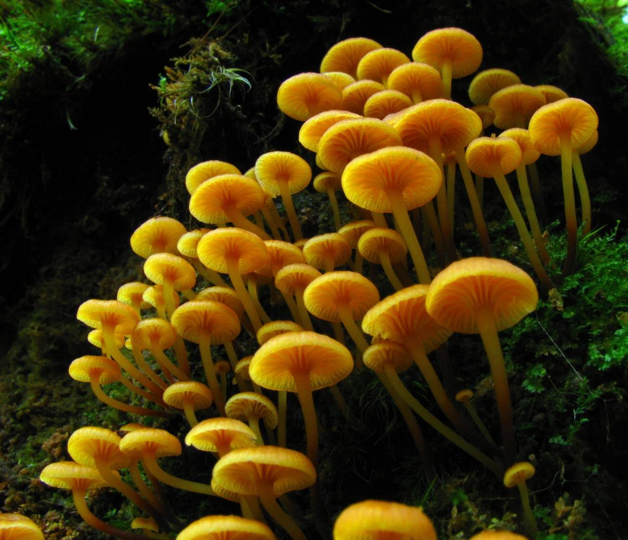 Ядовитые грибы рядовки — говорушки