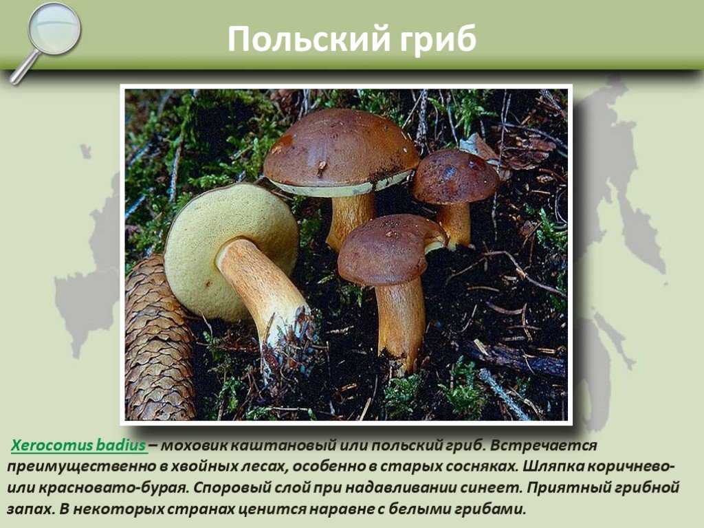 Польский гриб съедобный или нет. Моховик польский гриб. Моховик каштановый гриб. Моховик каштановый польский гриб. Xerocomus badius гриб.