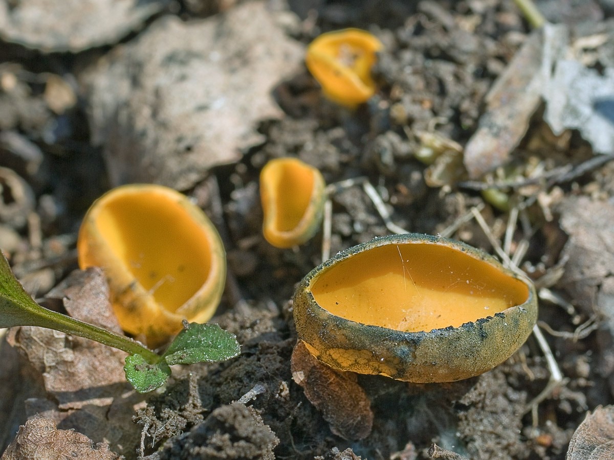 Саркосцифа алая — описание, где растет, ядовитость гриба