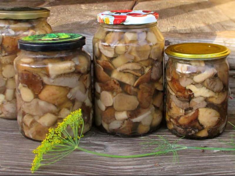 Маринованные подзеленки (грибы мышата или рядовки серые): простые рецепты в домашних условиях на зиму в банках и не только