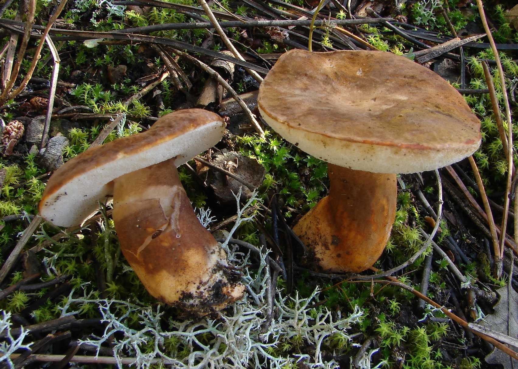 Каштановый гриб: описание, фото