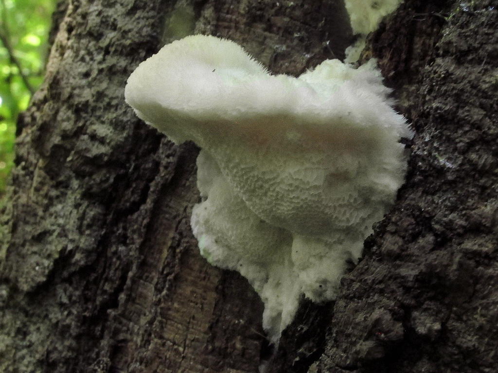 Рамария красивая — описание гриба, где растет, похожие виды, фото