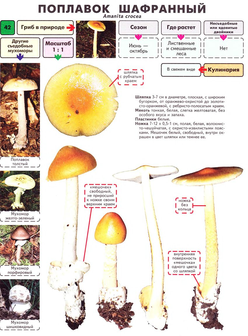 Фаршированные грибы, приготовленные в духовке – 7 рецептов