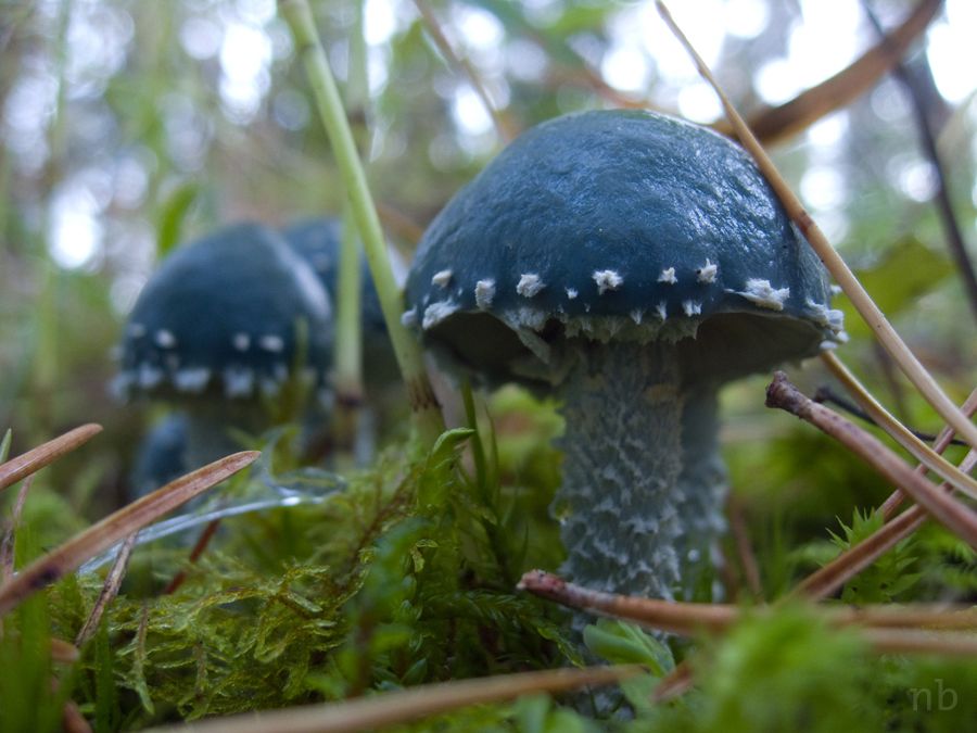 Строфария сине-зеленая: что общего у этого гриба с опиумом? — викигриб