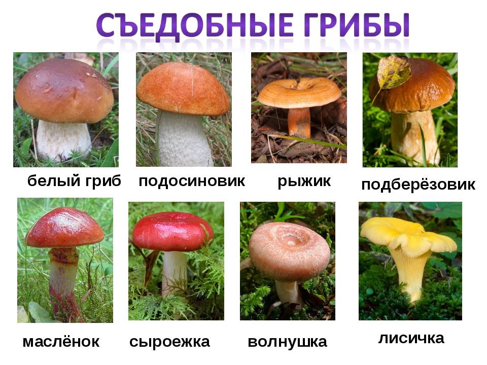 Весенние грибы 2022: съедобные, несъедобные и ядовитые + видео