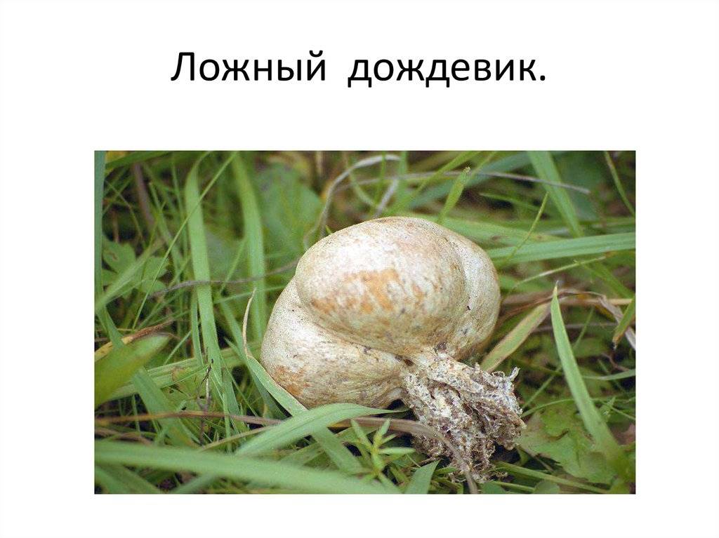 Как и когда собирать гриб дождевик - grib-doma.ru
