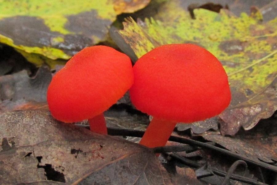 Что из себя представляет гриб решеточник красный?