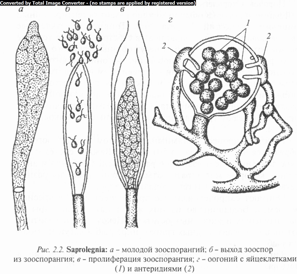 Флоккулярия соломенно-желтая (флоккулярия страминея, floccularia straminea): как выглядят грибы, где и как растут, съедобны или нет