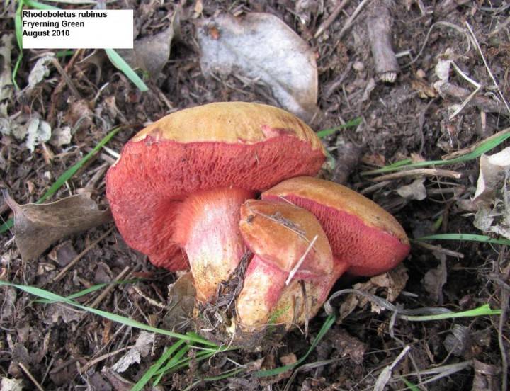 Масленок рубиновый (suillus rubinus): фото, как выглядит, съедобен или нет