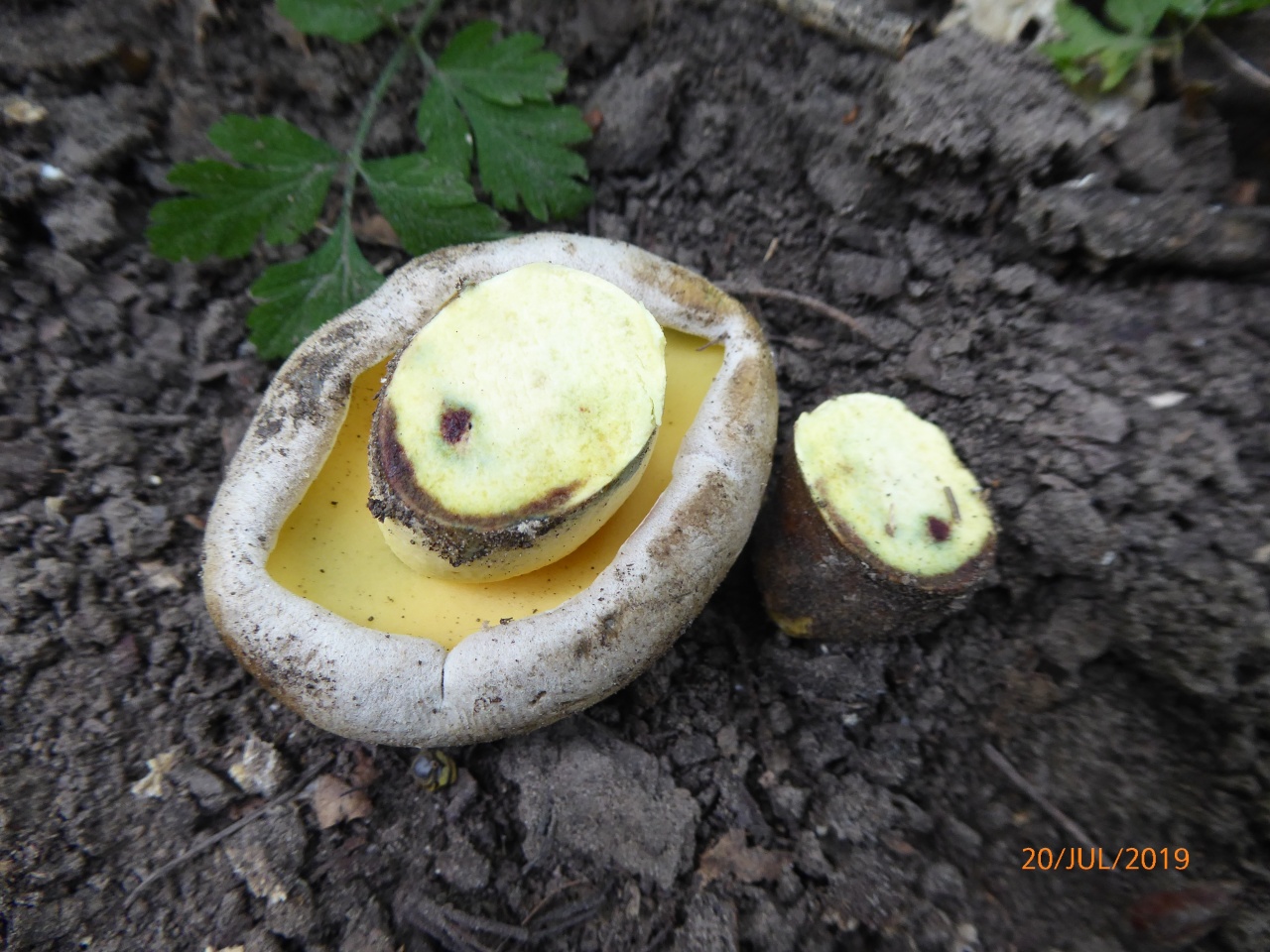 Боровик коренящийся (caloboletus radicans) – описание, где растет, фото гриба