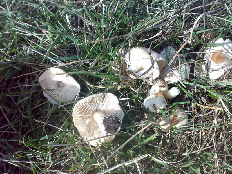 «тихая охота»: где и какие грибы растут в туркестанской области
 | давай сходим!