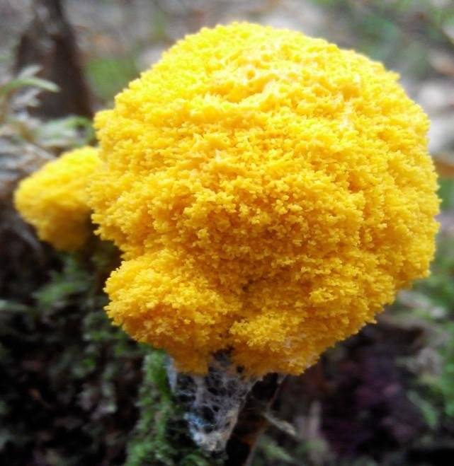 Земляной гриб фото и описание