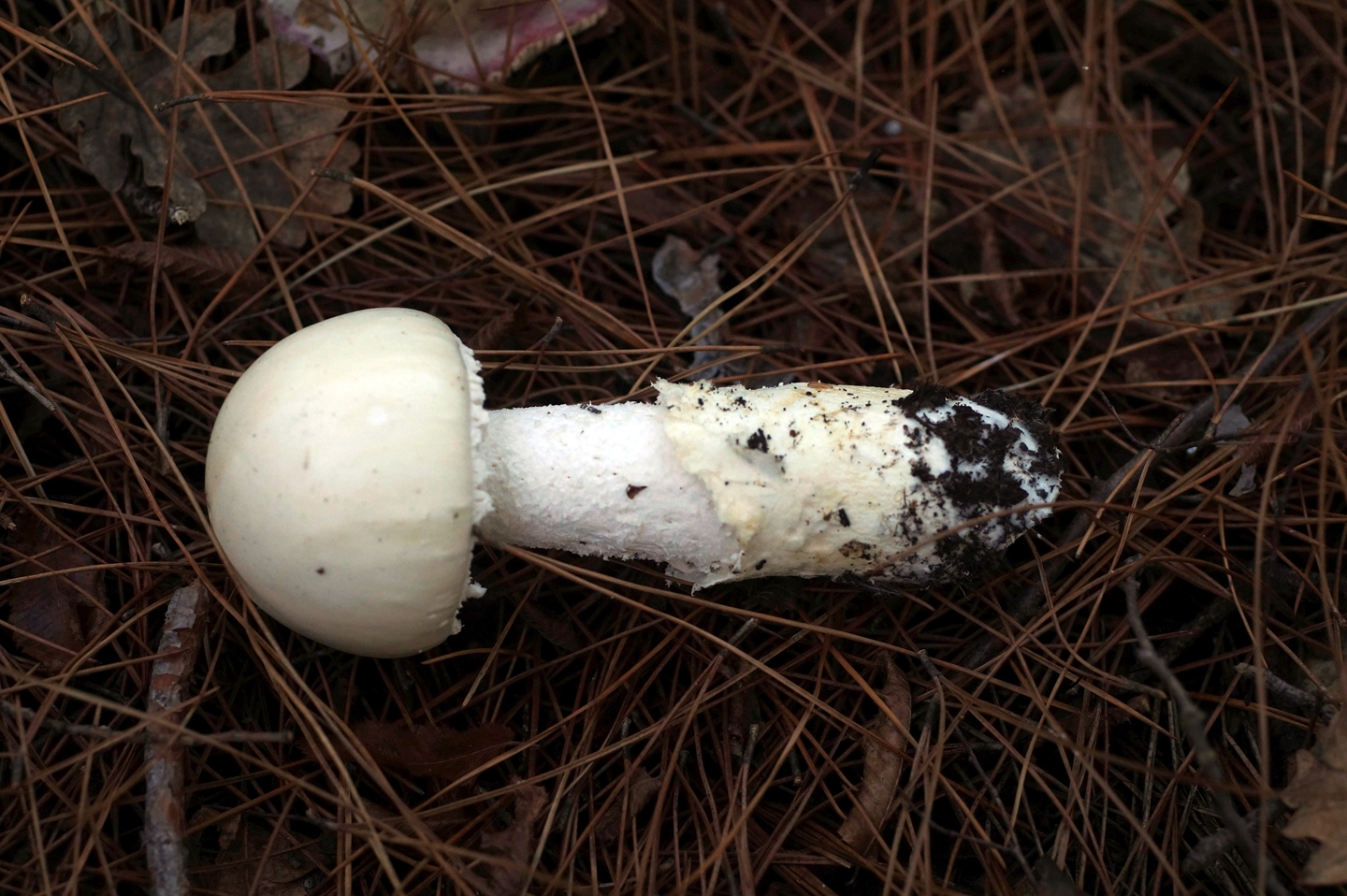 Мухомор яйцевидный (amanita ovoidea): фото, описание и как готовить гриб