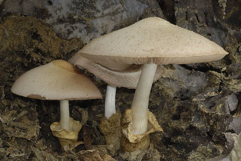 Выращивание вольвариеллы (соломенный гриб)