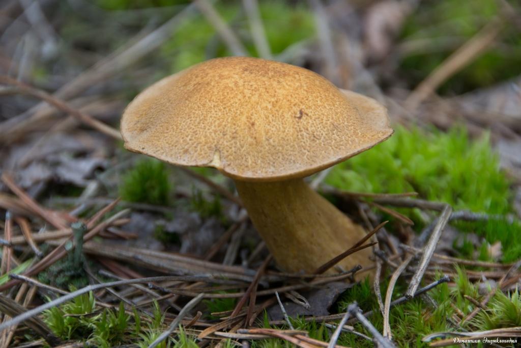 Маслёнок желто-бурый, моховик болотный, пестрец или гриб болотовик (suillus variegatus): фото, описание и как готовить